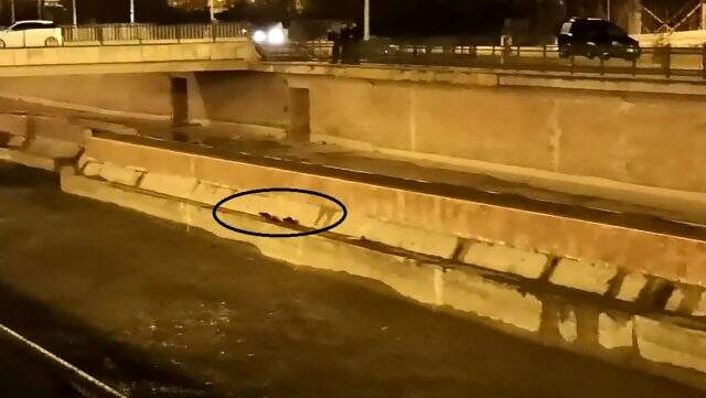 Bayburt'ta nesli tükenme tehlikesi altında olan su samurları görüntülendi