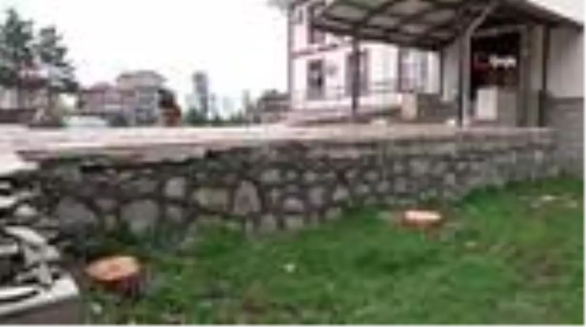 Dallarına konan kuşlar yere pisliyor diye ağaçları kestiler