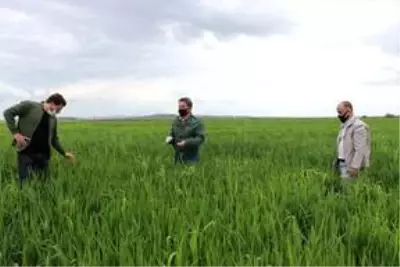Diyarbakır'da süneyle mücadele çalışması başlatıldı Diyarbakır'da süneyle mücadele çalışması başlatıldı