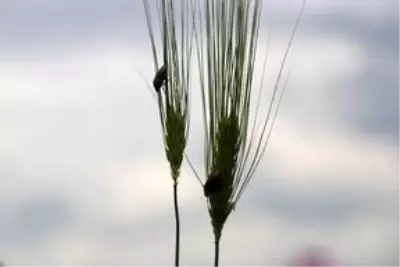 Diyarbakır'da süneyle mücadele çalışması başlatıldı Diyarbakır'da süneyle mücadele çalışması başlatıldı