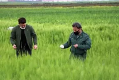 Diyarbakır'da süneyle mücadele çalışması başlatıldı Diyarbakır'da süneyle mücadele çalışması başlatıldı