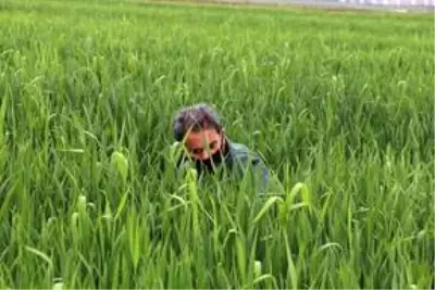 Diyarbakır'da süneyle mücadele çalışması başlatıldı Diyarbakır'da süneyle mücadele çalışması başlatıldı