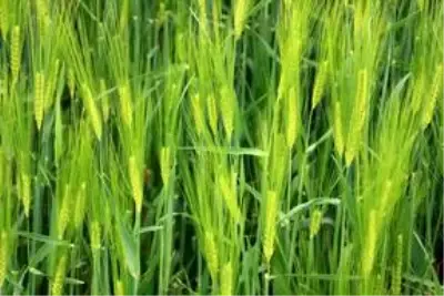 Diyarbakır'da süneyle mücadele çalışması başlatıldı Diyarbakır'da süneyle mücadele çalışması başlatıldı