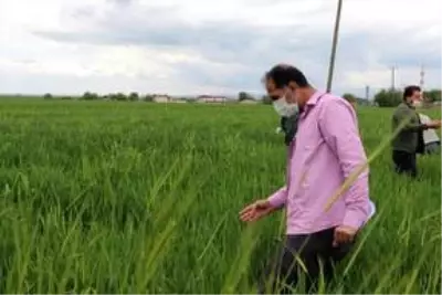 Diyarbakır'da süneyle mücadele çalışması başlatıldı Diyarbakır'da süneyle mücadele çalışması başlatıldı