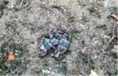 Kaplumbağaları başlarına vurup, kabuklarını kırarak öldürdüler Kaplumbağaları başlarına vurup, kabuklarını kırarak öldürdüler