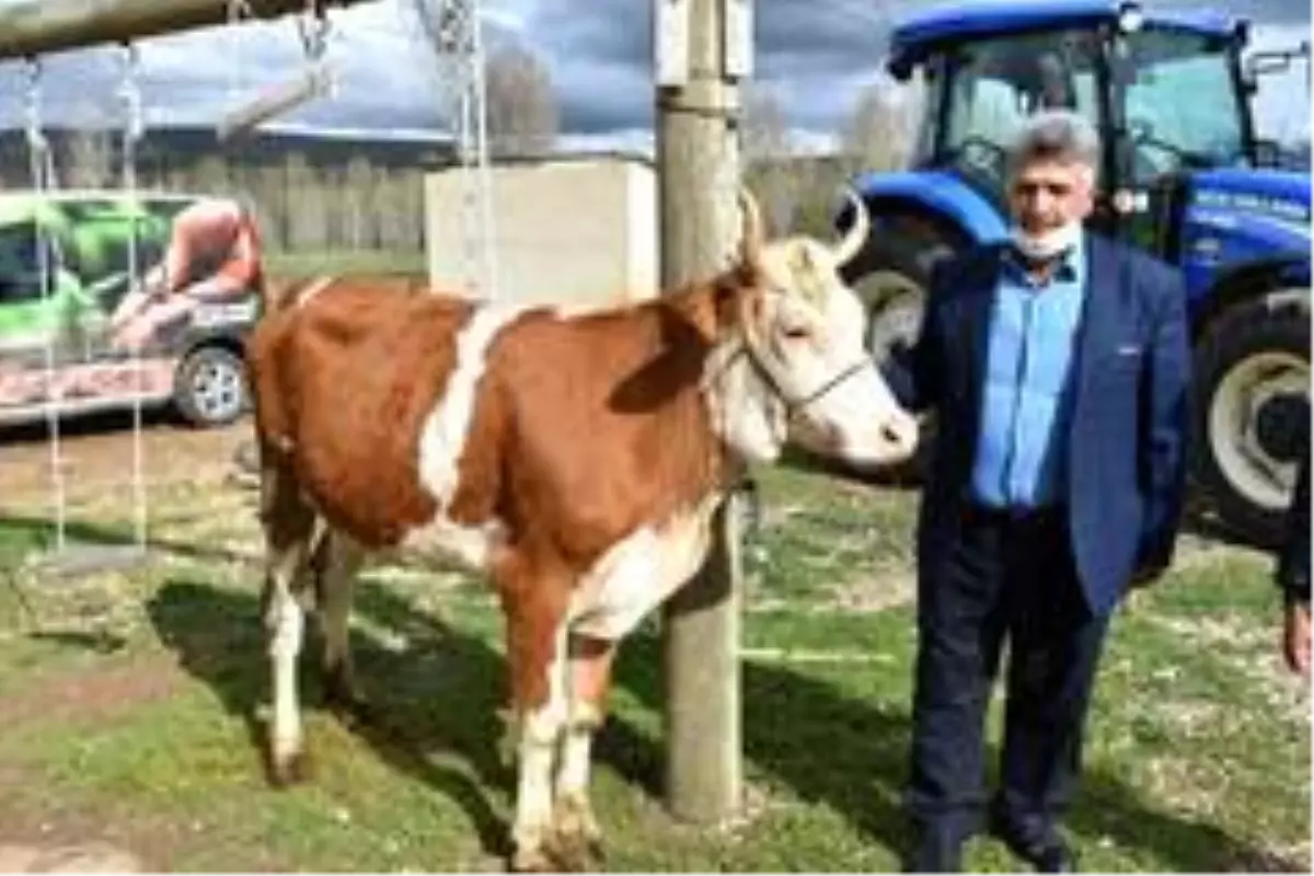 Milli dayanışma kampanyasına düvesini bağışladı