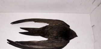 Payas'ta yaralı bulunan Ebabil kuşu tedavi altına alındı