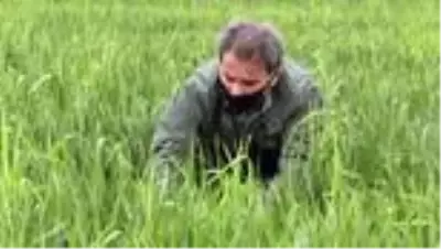 Süneyle mücadele çalışması başlatıldı Süneyle mücadele çalışması başlatıldı