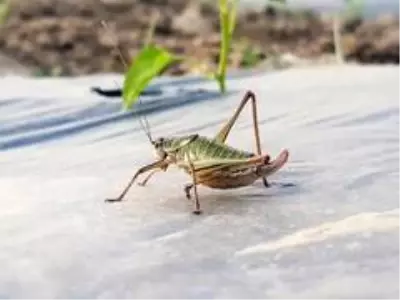Tire'de çekirgeler mahsullere zarar verdi Tire'de çekirgeler mahsullere zarar verdi