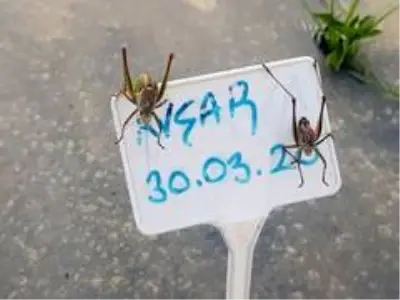 Tire'de çekirgeler mahsullere zarar verdi Tire'de çekirgeler mahsullere zarar verdi