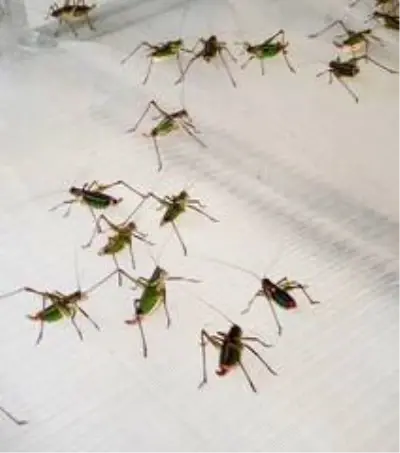 Tire'de çekirgeler mahsullere zarar verdi Tire'de çekirgeler mahsullere zarar verdi