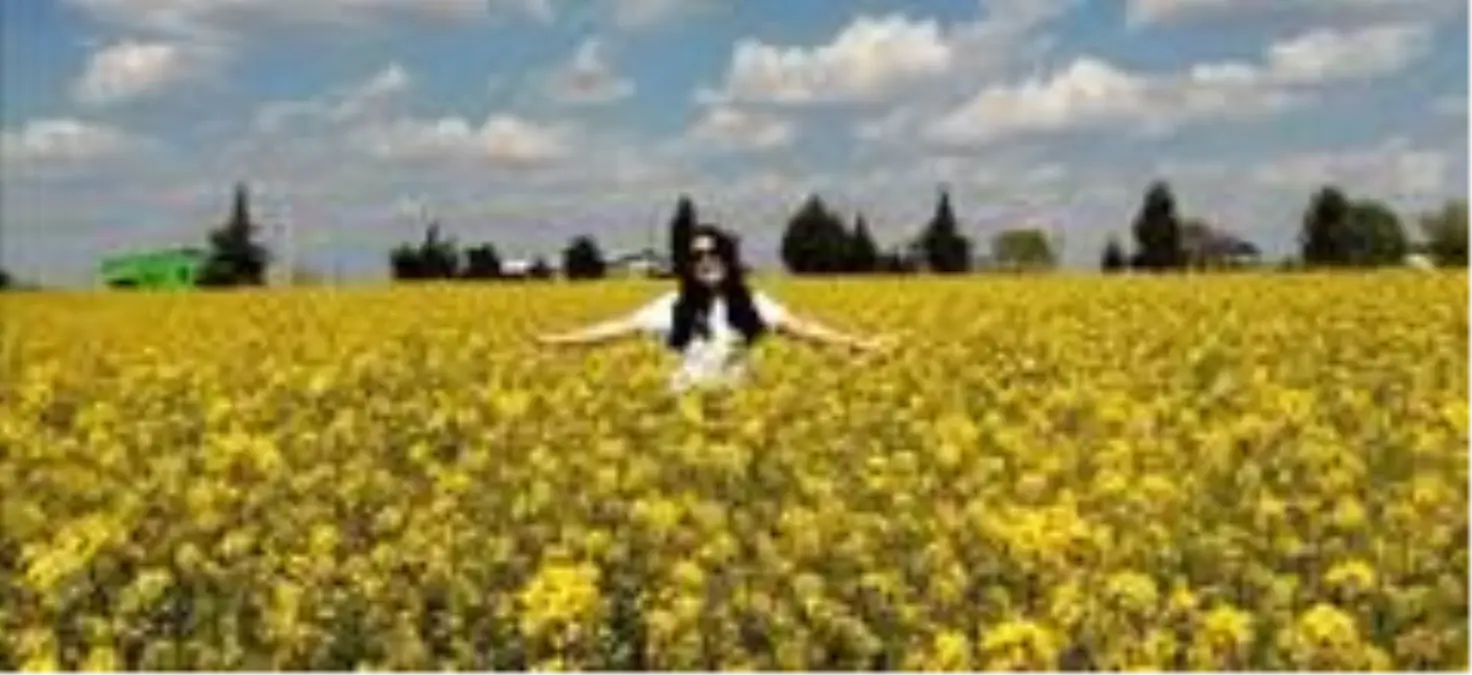 Trakya'nın yeni 'sarı gelini' görsel şölen sunuyor