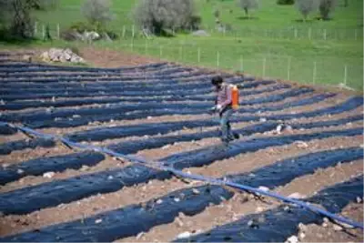 Üniversite öğrencisi, girişimcilik dersi ödevinden yola çıkıp köyünde çilek tarlası oluşturdu Üniversite öğrencisi, girişimcilik dersi ödevinden yola çıkıp köyünde çilek tarlası oluşturdu