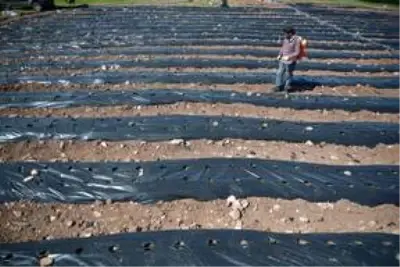 Üniversite öğrencisi, girişimcilik dersi ödevinden yola çıkıp köyünde çilek tarlası oluşturdu Üniversite öğrencisi, girişimcilik dersi ödevinden yola çıkıp köyünde çilek tarlası oluşturdu