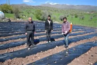 Üniversite öğrencisi, girişimcilik dersi ödevinden yola çıkıp köyünde çilek tarlası oluşturdu Üniversite öğrencisi, girişimcilik dersi ödevinden yola çıkıp köyünde çilek tarlası oluşturdu
