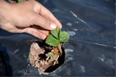 Üniversite öğrencisi, girişimcilik dersi ödevinden yola çıkıp köyünde çilek tarlası oluşturdu Üniversite öğrencisi, girişimcilik dersi ödevinden yola çıkıp köyünde çilek tarlası oluşturdu