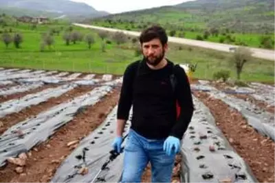 Üniversite öğrencisi, girişimcilik dersi ödevinden yola çıkıp köyünde çilek tarlası oluşturdu Üniversite öğrencisi, girişimcilik dersi ödevinden yola çıkıp köyünde çilek tarlası oluşturdu
