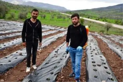 Üniversite öğrencisi, girişimcilik dersi ödevinden yola çıkıp köyünde çilek tarlası oluşturdu Üniversite öğrencisi, girişimcilik dersi ödevinden yola çıkıp köyünde çilek tarlası oluşturdu
