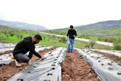 Üniversite öğrencisi, girişimcilik dersi ödevinden yola çıkıp köyünde çilek tarlası oluşturdu Üniversite öğrencisi, girişimcilik dersi ödevinden yola çıkıp köyünde çilek tarlası oluşturdu