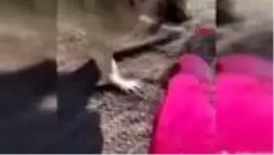 ANKARA Çoban köpeklerini, eşek yavrusuna saldırtan şüpheli yakalandı ANKARA Çoban köpeklerini, eşek yavrusuna saldırtan şüpheli yakalandı