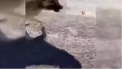 Ankara’da yavru eşeği kangal köpeklerine parçalatan kişi yakalandı