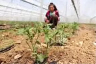 Burdurlu sera üreticisi, yeni sezondan umutlu Burdurlu sera üreticisi, yeni sezondan umutlu
