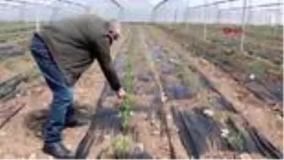 Burdurlu sera üreticisi yeni sezondan umutlu Burdurlu sera üreticisi yeni sezondan umutlu