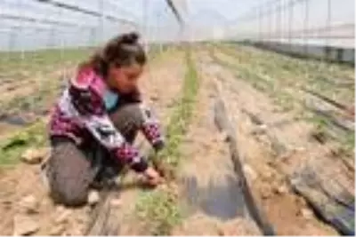 Burdurlu sera üreticisi, yeni sezondan umutlu Burdurlu sera üreticisi, yeni sezondan umutlu