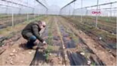 Burdurlu sera üreticisi yeni sezondan umutlu Burdurlu sera üreticisi yeni sezondan umutlu