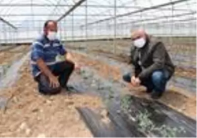 Burdurlu sera üreticisi, yeni sezondan umutlu Burdurlu sera üreticisi, yeni sezondan umutlu