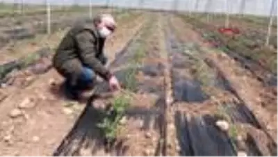 Burdurlu sera üreticisi yeni sezondan umutlu Burdurlu sera üreticisi yeni sezondan umutlu