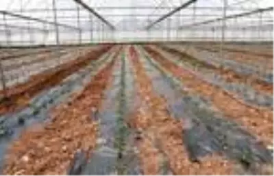 Burdurlu sera üreticisi, yeni sezondan umutlu Burdurlu sera üreticisi, yeni sezondan umutlu