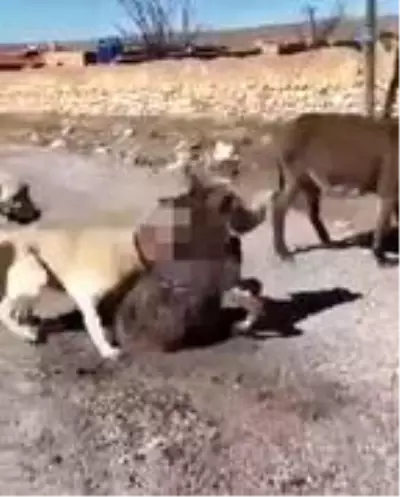 Çoban köpeklerini, eşek yavrusuna saldırtan şüpheli yakalandı