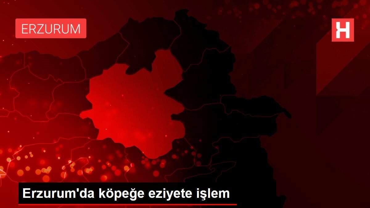 Erzurum'da köpeğe eziyete işlem