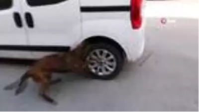 Hayvan otlatan kardeşlerin üzerine yıldırım düştü: 1 ölü, 1 yaralı