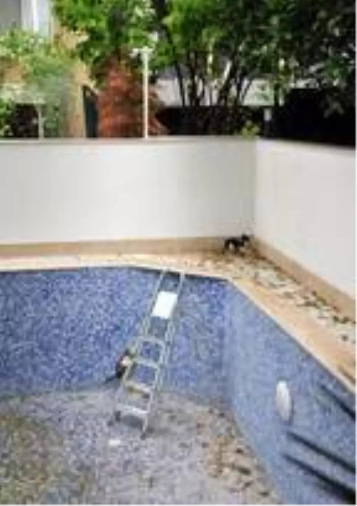 İtfaiyeciler kurtarmaya gitti; kedilerin boş havuzdan çıkmasına merdiven yetti