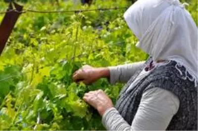 Manisa'da tarımsal üretim kesintisiz devam ediyor