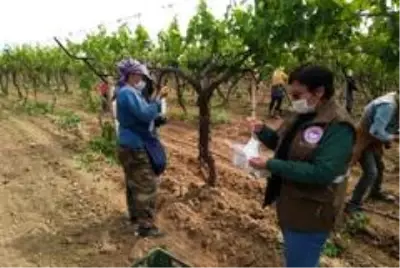Manisa'da tarımsal üretim kesintisiz devam ediyor