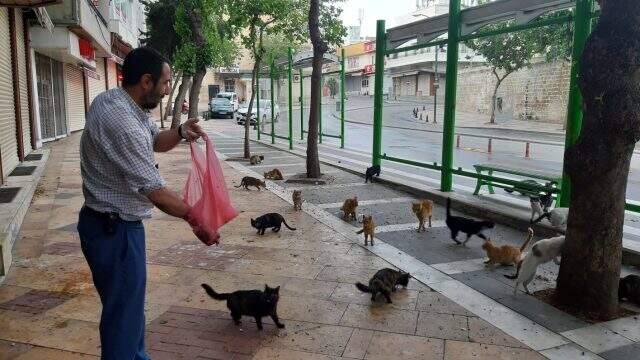 Şanlıurfa'da sokağa çıkma yasağı yüzünden aç kalan kedileri ciğerle beslediler