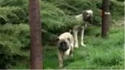Sokağa çıkma kısıtlamasında hayvanlar unutulmadı Sokağa çıkma kısıtlamasında hayvanlar unutulmadı