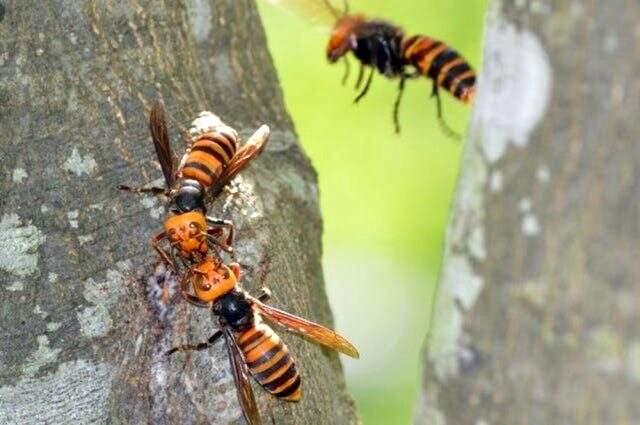 ABD'yi koronavirüsün ardından katil arı endişesi sardı