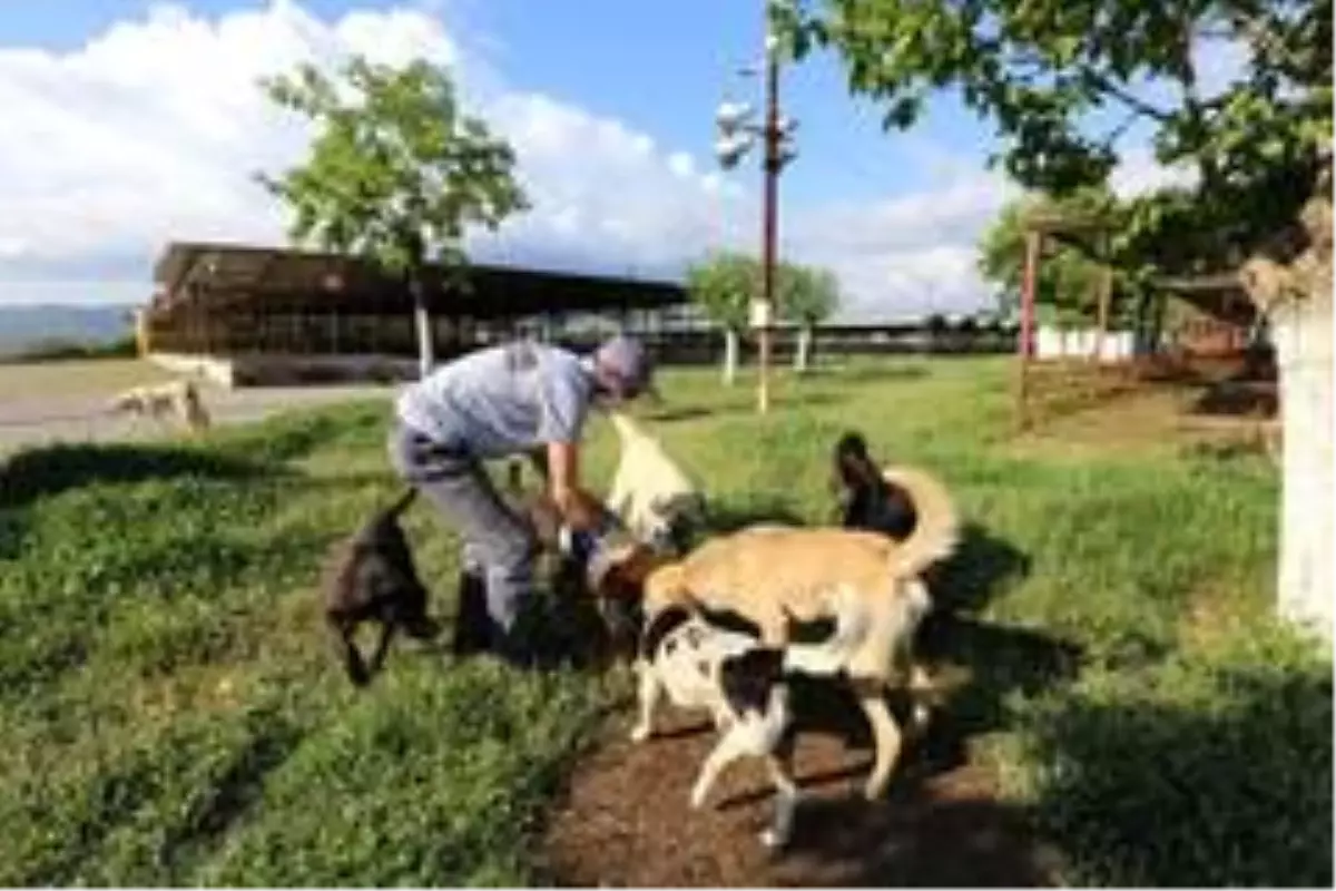 Efeler'de sokak hayvanları unutulmadı