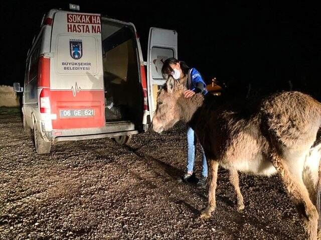 Kangal köpeklerinin saldırdığı eşek kurtarıldı, yavrusu yaşamını yitirdi