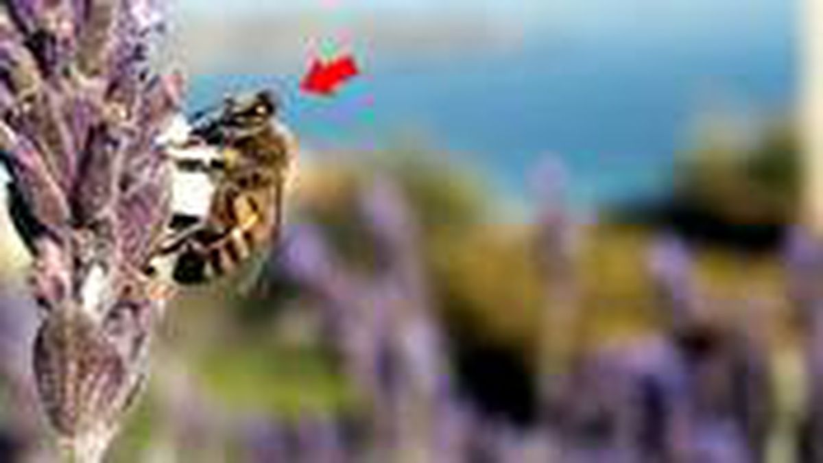 Koronavirüsün merkez üssü ABD'de şimdi de 'katil arı' paniği: İnsanları öldürebiliyor