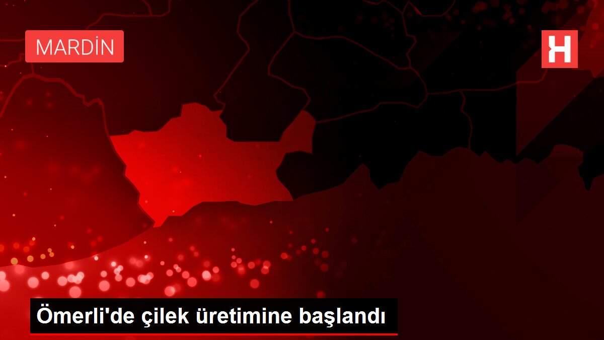 Ömerli'de çilek üretimine başlandı