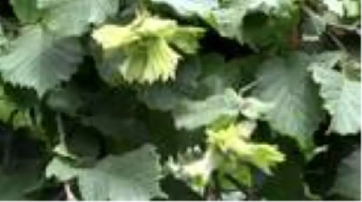 Serbest piyasada fındık 24 lira