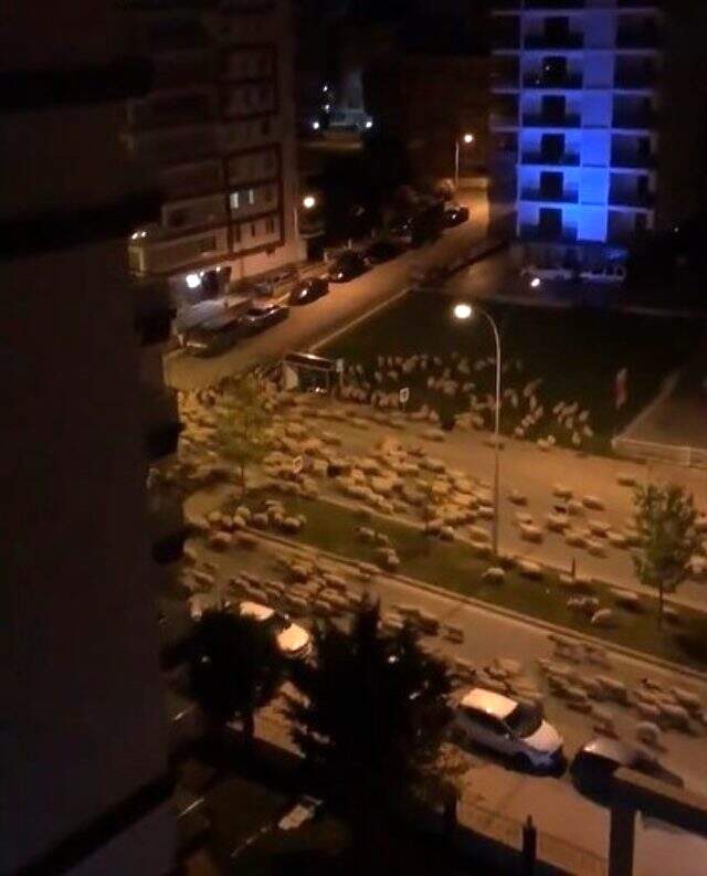 Sokaklar boş kalınca koyun sürüsü kentin en işlek caddesine indi