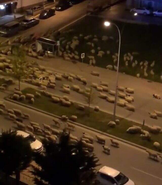 Sokaklar boş kalınca koyun sürüsü kentin en işlek caddesine indi