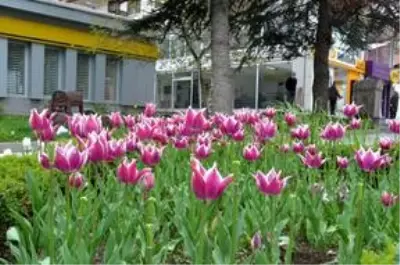 Kızılcahamam'ın parklarını laleler süsülüyor