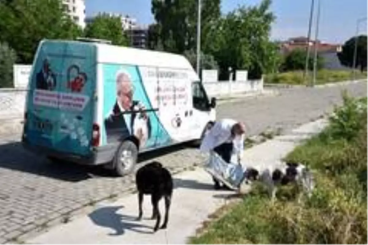 Manisa'da sokak hayvanlarına düzenli mama desteği